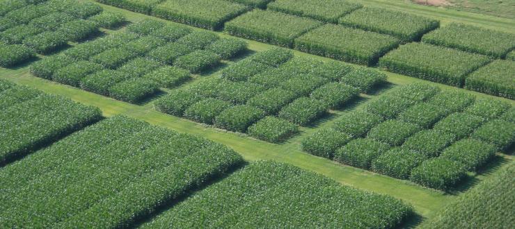 Crops at WKU's Farm