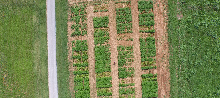 Hemp at WKU Farm
