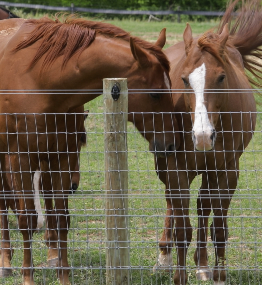 Horses at WKU's Farm