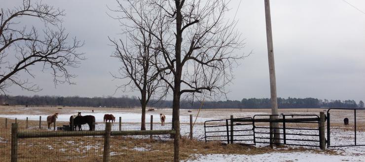 Horses on Pasture at WKU