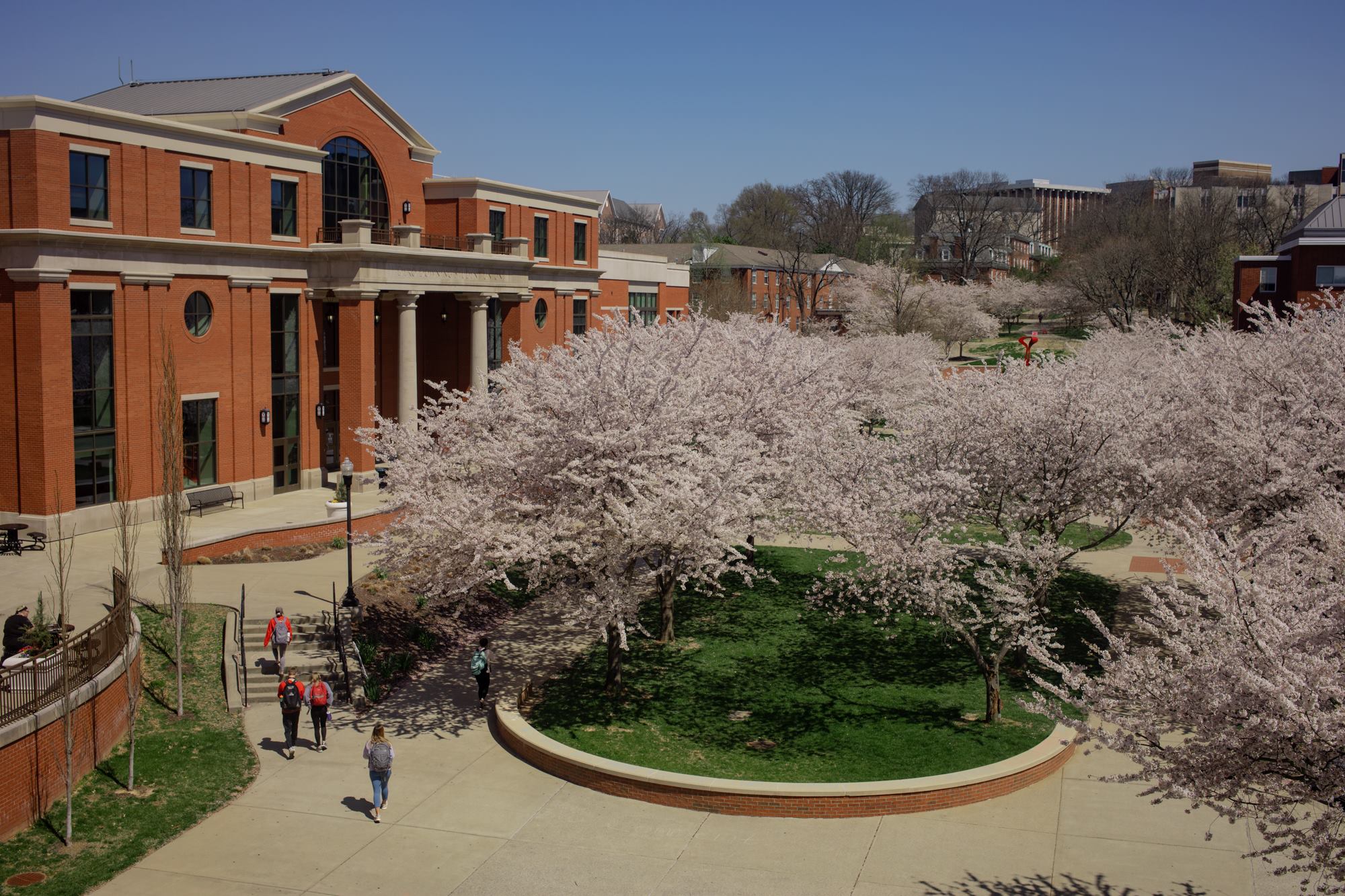 cherry trees