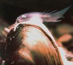 mussel