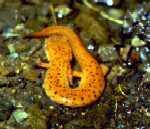 salamander