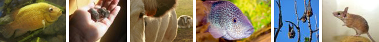 images of fish, mice, bats, cattle