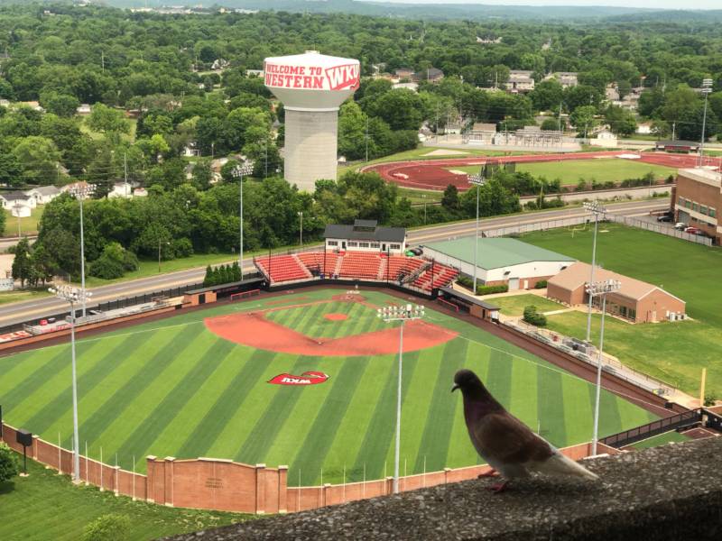 birb