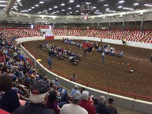 Flat Shod Sale