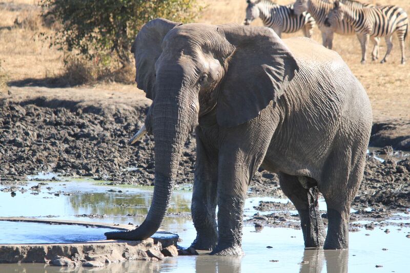 elephant
