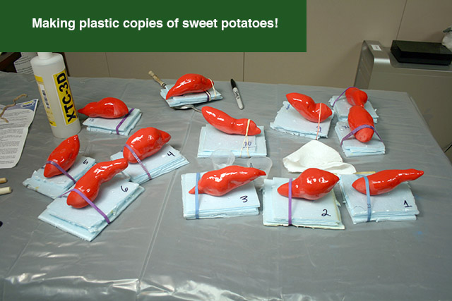 sweet potatoes