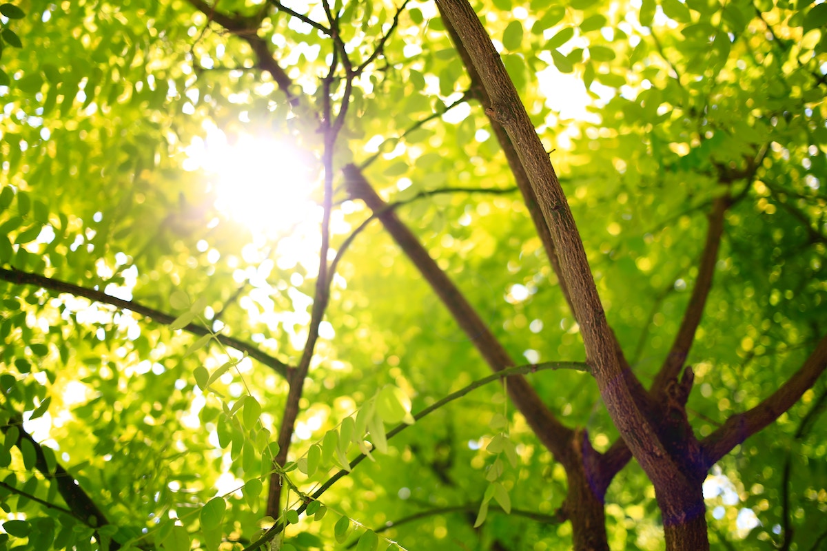 Apply to be a        Sustainability Student Ambassador
